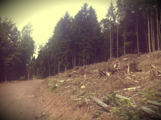 Des chemins (des autoroutes ?) ont été créés dans le massif forestier de Ranrupt pour rendre accessibles aux machines les parcelles privées (Photo MM / Rue89 Strasbourg)